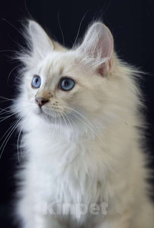 Кошки в Москве: Сибирские котята родословная WCF  чемпионы линии Девочка, 30 000 руб. - фото 1