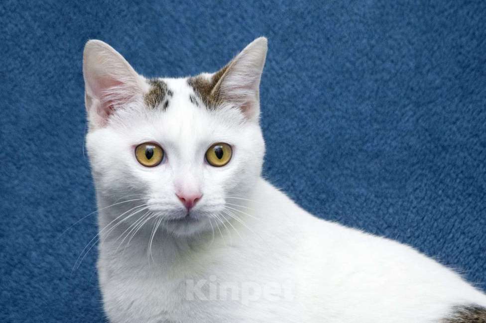 Кошки в Москве: Добрые сердца, прочтите про котенка Фикуса до конца Мальчик, 1 руб. - фото 1