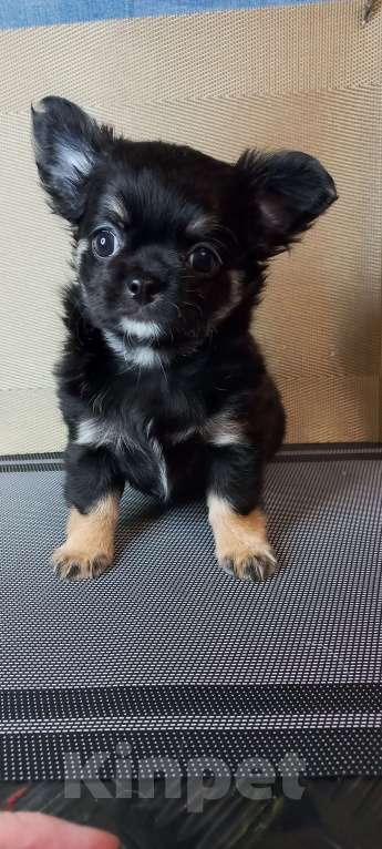 Собаки в Новосибирске: Фантастика, жгучая брюнетка Девочка, 35 000 руб. - фото 3