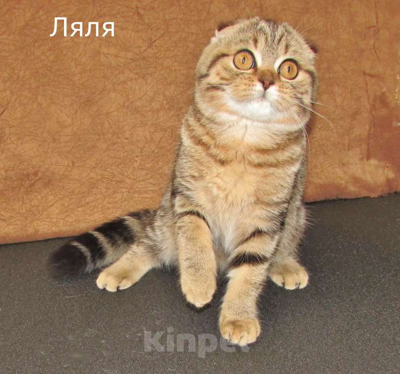 Кошки в Санкт-Петербурге: шотландская черная мраморная кошечка фолд Девочка, 40 000 руб. - фото 1