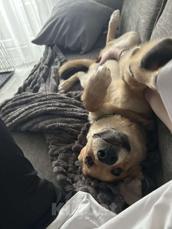 Собаки в Новосибирске: Белла, 1 год Девочка, Бесплатно - фото 4