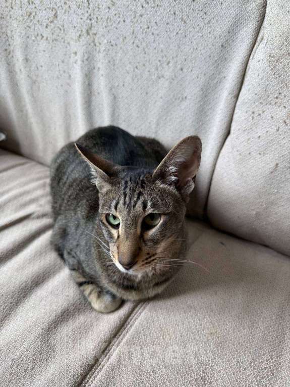 Кошки в Москве: Ориентальная кошка ищет новый дом Девочка, 1 руб. - фото 3