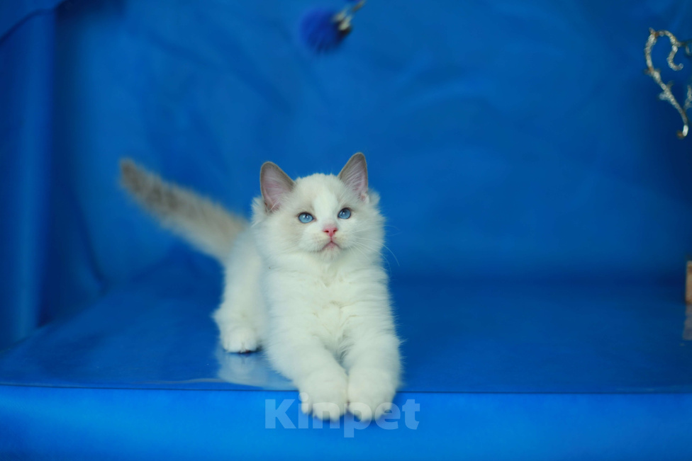 Кошки в Москве: Рэгдолл котенок блю биколор Мальчик, 70 000 руб. - фото 1