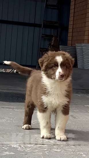 Собаки в Ростове-на-Дону: Щенок Мальчик, 60 000 руб. - фото 5