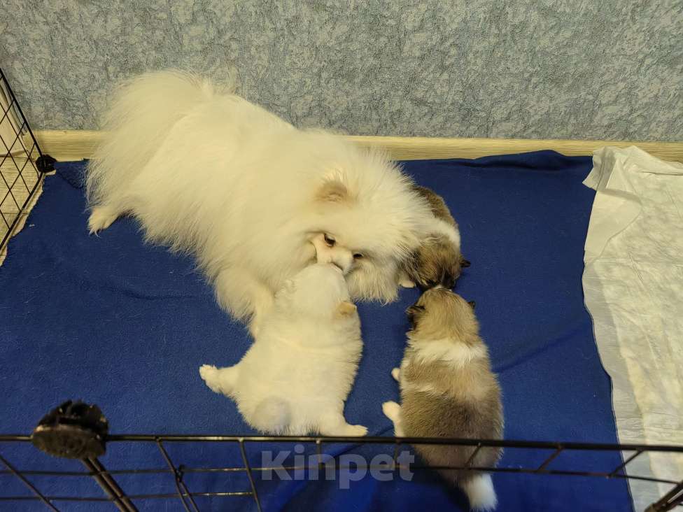 Собаки в Самаре: Немецкий шпиц Девочка, 40 000 руб. - фото 5