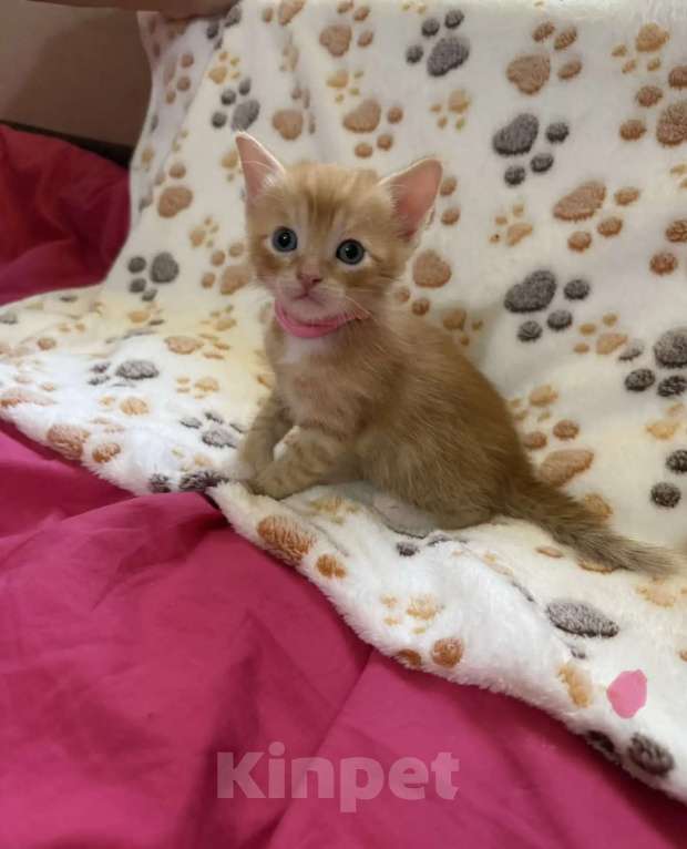 Кошки в Санкт-Петербурге: Котята в добрые руки Мальчик, Бесплатно - фото 4