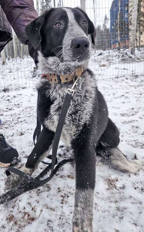 Собаки в Санкт-Петербурге: Миша, тот самый пёс, которого Вы будете называть “наш” Мальчик, 10 руб. - фото 7