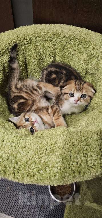 Кошки в Балашихе: Шотландский здоровяк Мальчик, 45 000 руб. - фото 4