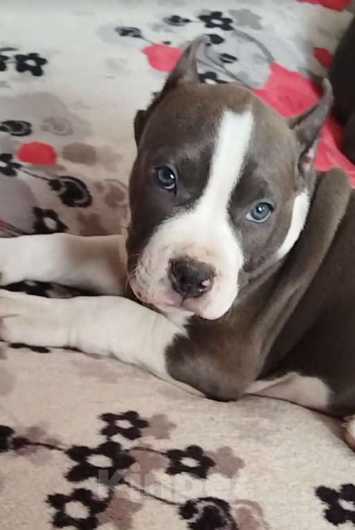 Собаки в Москве: Шикарный голубой мальчик Мальчик, 120 000 руб. - фото 1