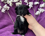 Собаки в Москве: Чёрный йорк девочка Девочка, 100 000 руб. - фото 8