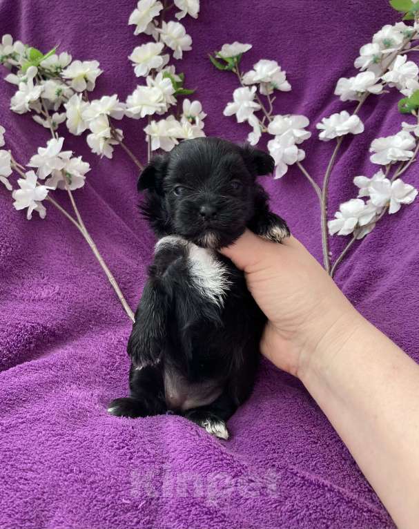 Собаки в Москве: Чёрный йорк девочка Девочка, 100 000 руб. - фото 8