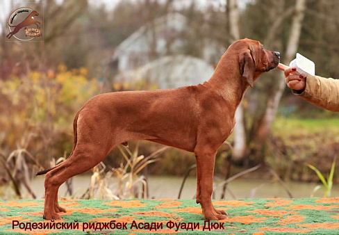 Щенок родезийского риджбека. Мальчик.