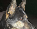 Собаки в Прохладном: Вязка., 5 000 руб. - фото 1