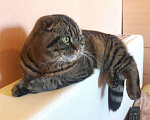 Кошки в Иркутске: Шотландский кот вязка, 1 руб. - фото 3