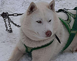 Собаки в Горном-Алтайске: На вязку кобель белый Мальчик, 10 000 руб. - фото 3