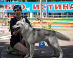 Собаки в Белгороде: Кобель для вязки Мальчик, 3 000 руб. - фото 2