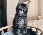 Кошки в Москве: Котенок мейн-кун  Мальчик, 30 000 руб. - фото 1
