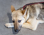 Собаки в Москве: Скромная милая собачка Пандора в дар Девочка, Бесплатно - фото 1