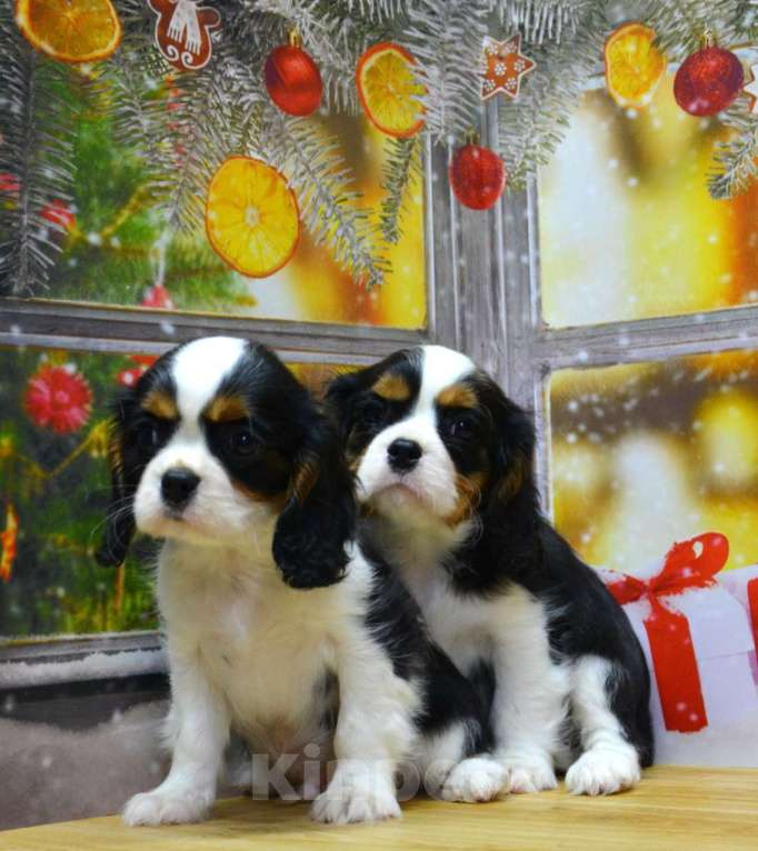 Собаки в Ногинске: Мальчики кавалерчики Мальчик, 65 000 руб. - фото 4