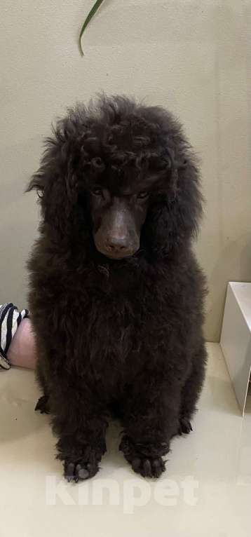 Собаки в Москве: Коричневый щенок пуделя Мальчик, 100 000 руб. - фото 8