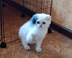 Кошки в Санкт-Петербурге: Шотландский кот Мальчик, Бесплатно - фото 1