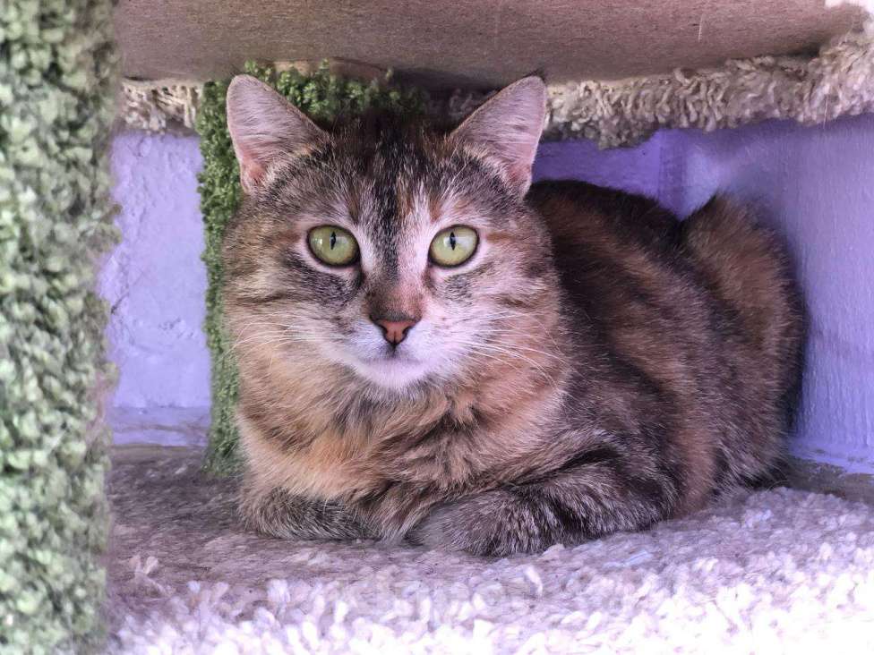 Кошки в Дмитрове: Подростковая кошечка Веста. Девочка, Бесплатно - фото 4