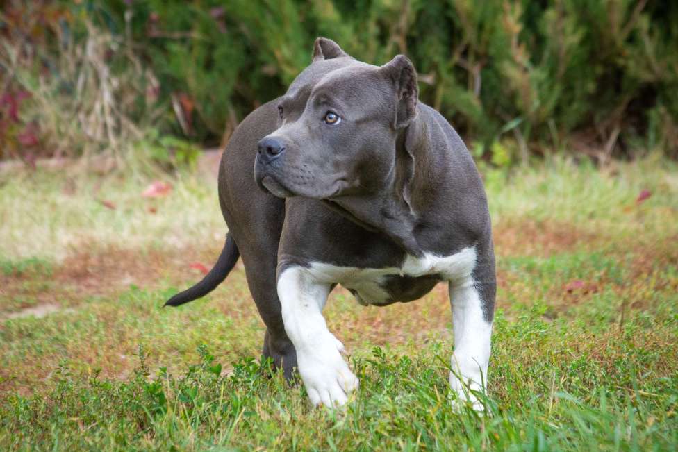 Собаки в других городах Московской области: Американский булли Девочка, 70 000 руб. - фото 5