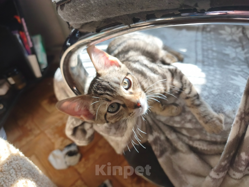 Кошки в Москве: Котята метисы бенгал-ориентал Девочка, 10 000 руб. - фото 7