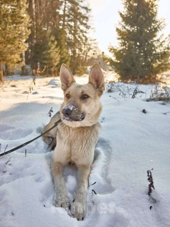 Собаки в Москве: Веста ищет дом! Девочка, Бесплатно - фото 4