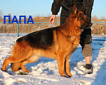 Собаки в Омске: Девочка 2 Девочка, Бесплатно - фото 5