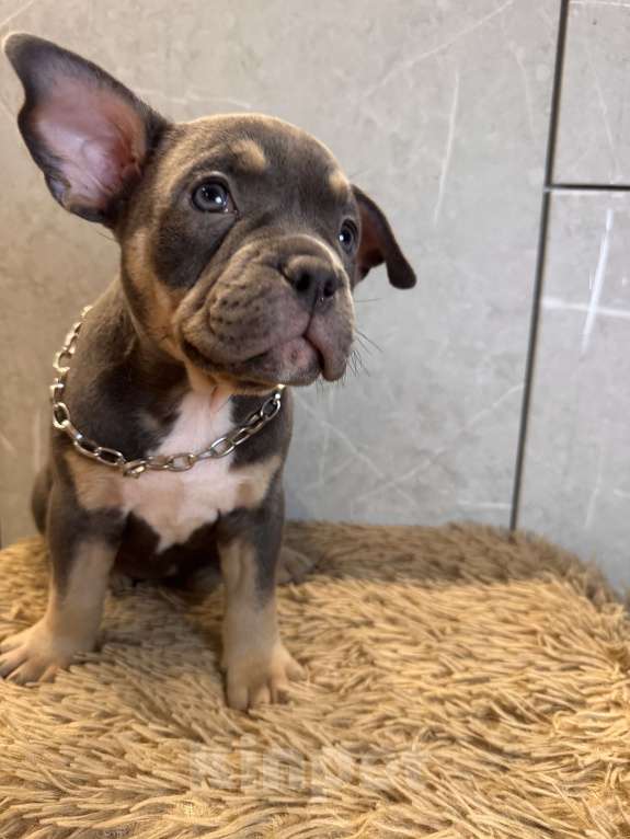 Собаки в Сургуте: Щенки  Мальчик, 45 000 руб. - фото 3