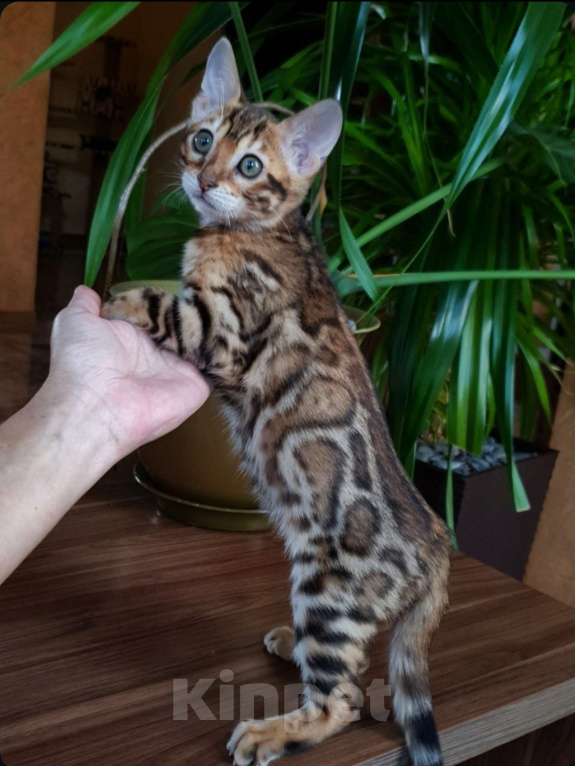 Кошки в Симферополе: Бенгальская девочка  Девочка, 60 000 руб. - фото 1