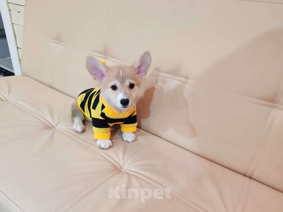 Собаки в Москве: Вельш корги пемброк щенки Разнополые, 30 000 руб. - фото 3