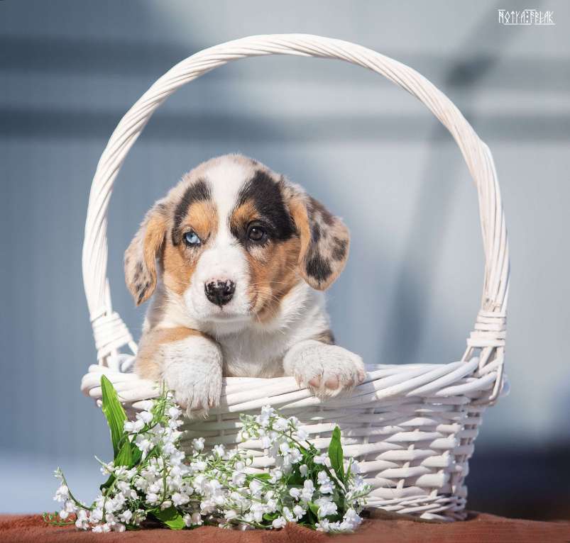 Собаки в Москве: Мальчик корги Мальчик, Бесплатно - фото 4