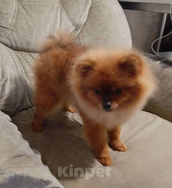 Собаки в Самаре: Шпиц Мальчик, 50 000 руб. - фото 3