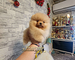 Собаки в Москве: Супер меховой мальчик померанского шпица питомник РКФ Мальчик, Бесплатно - фото 2