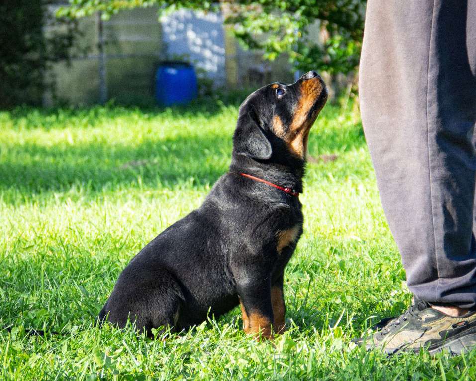 Собаки в Смоленске: Звезда Давида Букля Девочка, 120 000 руб. - фото 3