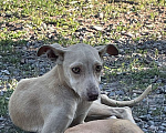 Собаки в Симферополе: Малышка Девочка, Бесплатно - фото 1
