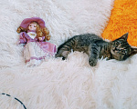 Кошки в Санкт-Петербурге: Ручной котенок 1,5мес Девочка, 200 руб. - фото 5