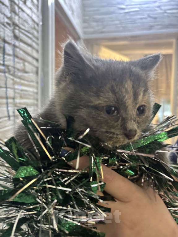 Кошки в Оренбурге: Британский короткошерстный котенок девочка  Девочка, Бесплатно - фото 3