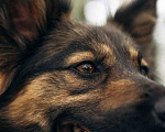 Собаки в Москве: Очаровательная малышка Клер ждет свою семью. Девочка, 100 руб. - фото 3