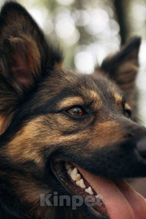 Собаки в Москве: Очаровательная малышка Клер ждет свою семью. Девочка, 100 руб. - фото 3