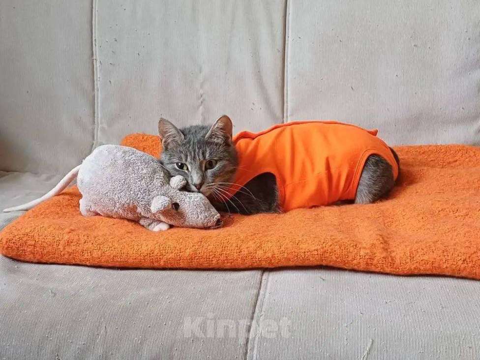 Кошки в Москве: Бася —  комочек позитива и нежности ждет вас Девочка, Бесплатно - фото 6