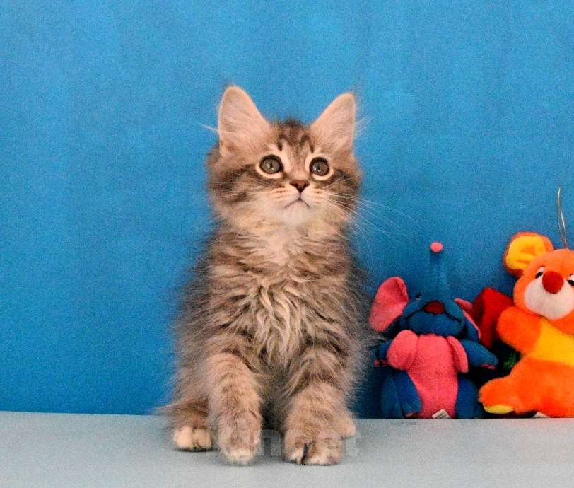 Кошки в Москве: Сибирский котик Паркер Мальчик, Бесплатно - фото 8