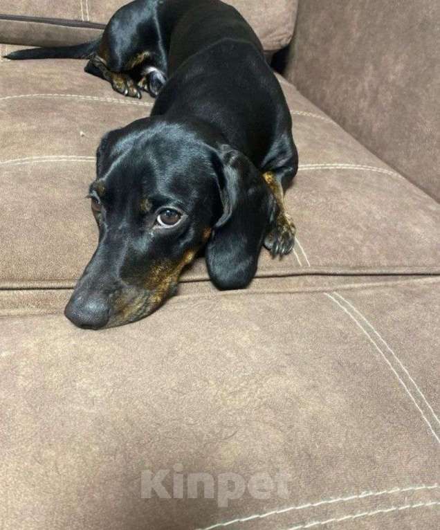 Собаки в Тюмени: Продам мини-таксу Девочка, 10 000 руб. - фото 5