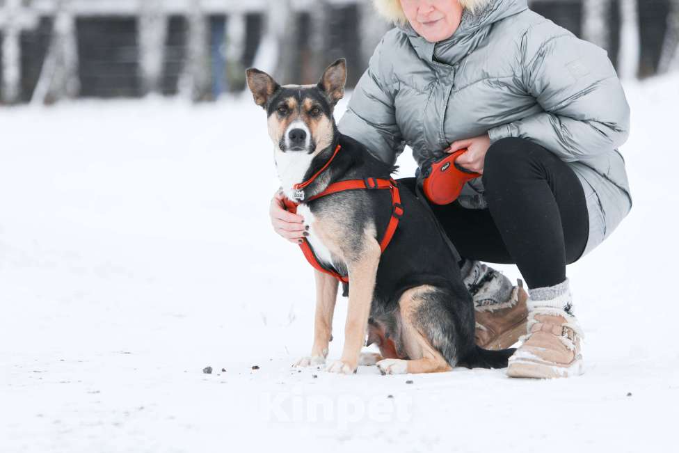 Собаки в других городах Тульской области: Белла 1,5 года - красотка ищет дом!  Девочка, Бесплатно - фото 6