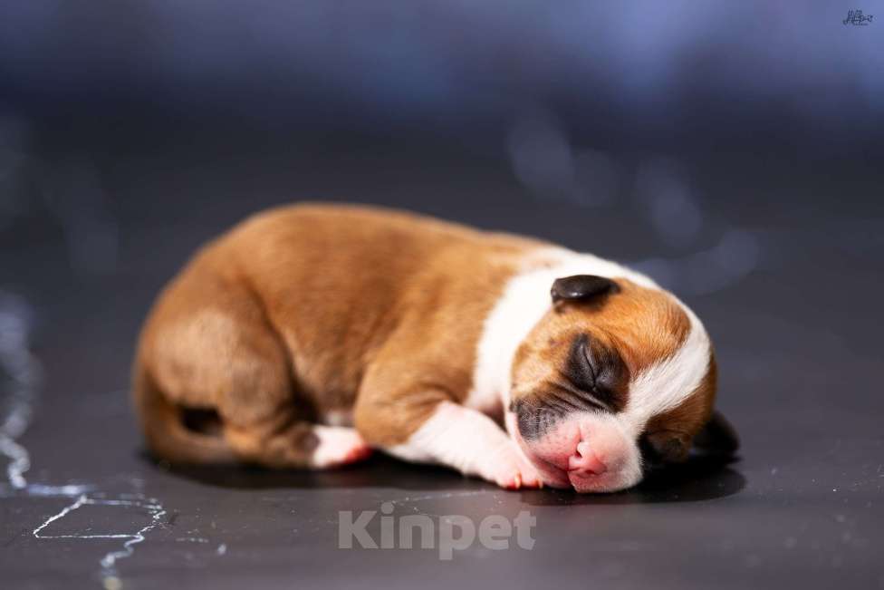 Собаки в других городах Московской области: Мальчик 2 Мальчик, 90 000 руб. - фото 3