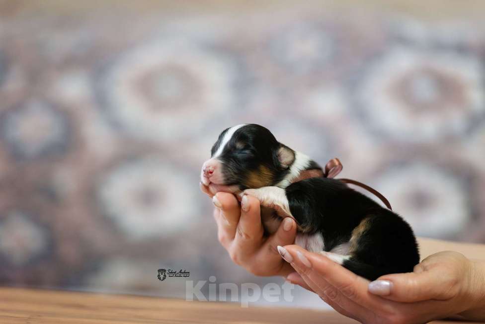Собаки в Москве: Австралийская овчарка, аусси Мальчик, Бесплатно - фото 2