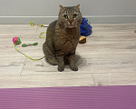 Кошки в Новосибирске: Отдам в добрые руки кота Мальчик, Бесплатно - фото 3