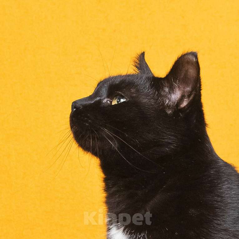 Кошки в Москве: Солидный кот для солидных господ Мальчик, Бесплатно - фото 5